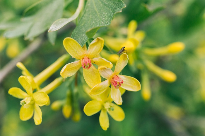 Caca flower